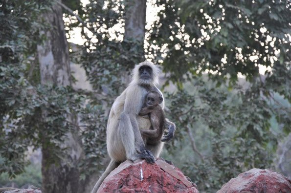 Monkey and child