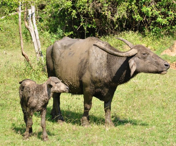 Parks - Buffalo mother and child