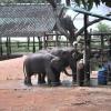Parks - Elephant orphanage