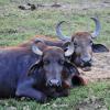 Parks - Two buffalo