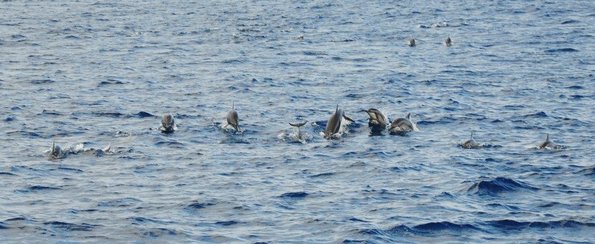 Sea - Dolphins 2