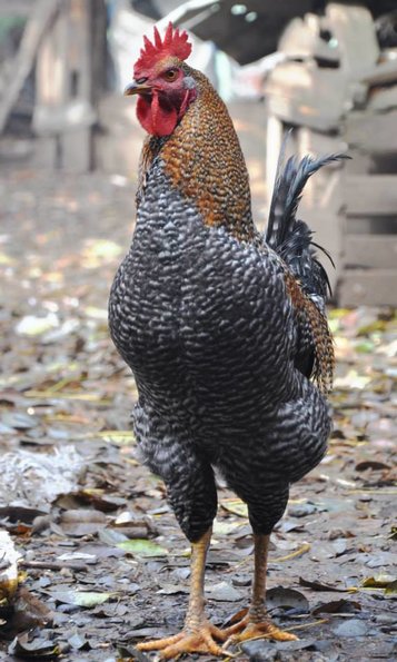 Rooster_Gallo