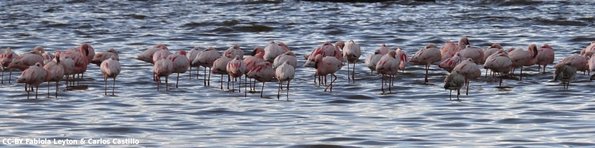 Kenya_Flamencos_Nakuru_DSC_0273_retocada