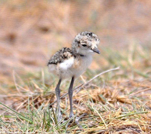 Kenya_Otras aves_Amboseli_B_DSC_0288_retocada