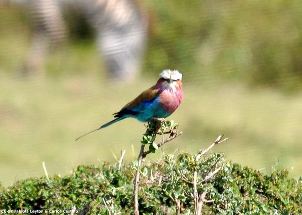 Kenya_Otras aves_MasaaiMara_B_DSC_0133_retocada