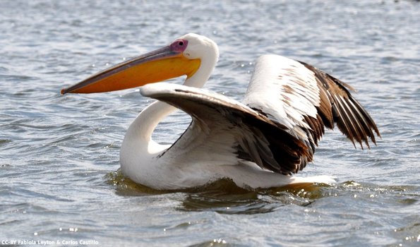 Kenya_Pelicanos_Naivasha_DSC_0549_retocada