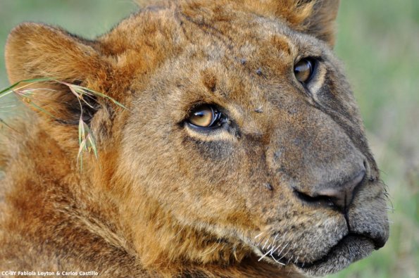 Kenya_Leones_Naivasha_DSC_0345_retocada