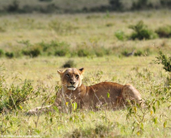 Kenya_Leones_Nakuru_DSC_0071_retocada