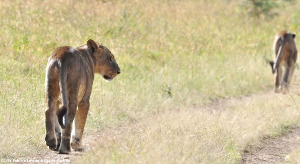 Kenya_Leones_Nakuru_DSC_0147_retocada