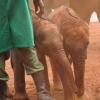 Kenya Sheldrick Elephant Orphanage (October)