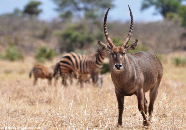 Kenya_Antilope Acuatico_Waterbuck_Meru_DSC_0561_retocada