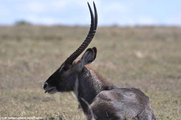 Kenya_Antilope Acuatico_Waterbuck_OlPejeta_DSC_0566_retocada