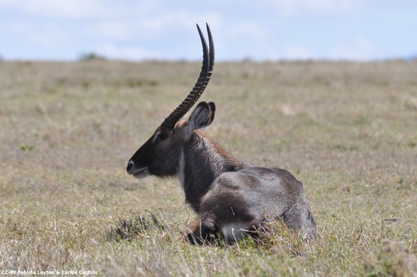 Kenya_Antilope Acuatico_Waterbuck_OlPejeta_DSC_0567_retocada