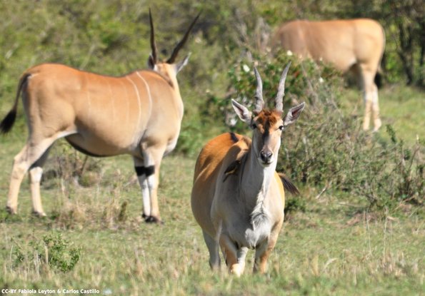 Kenya_Antilope Eland_MasaaiMara_B_DSC_0070_retocadaç
