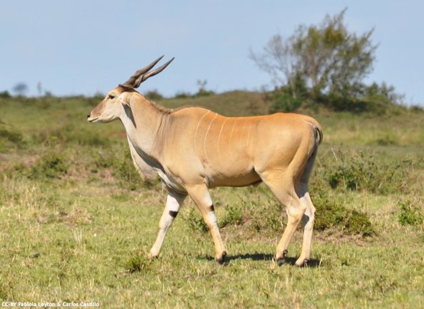 Kenya_Antilope Eland_MasaaiMara_B_DSC_0175_retocada