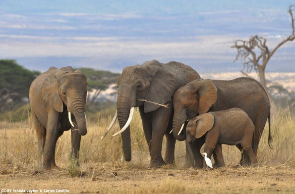 Kenya_Elefantes_Amboseli_A_DSC_0152_retocada