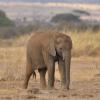Kenya_Elefantes_Amboseli_A_DSC_0159_retocada