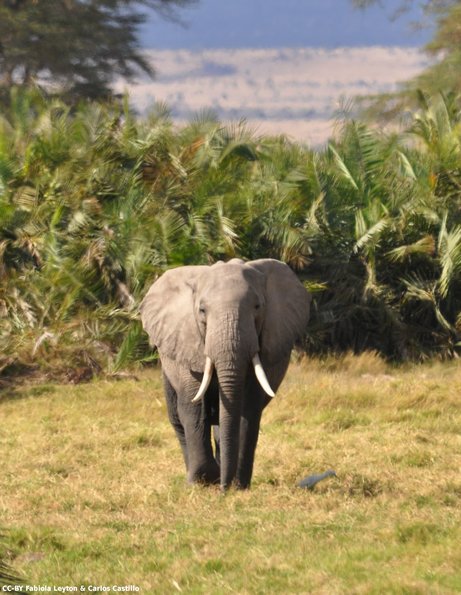 Kenya_Elefantes_Amboseli_B_DSC_0107_retocada