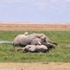 Kenya_Elefantes_Amboseli_B_DSC_0302_retocada