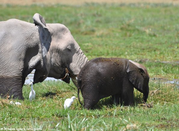 Kenya_Elefantes_Amboseli_B_DSC_0304_retocada