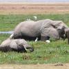 Kenya_Elefantes_Amboseli_B_DSC_0306_retocada