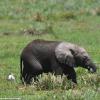 Kenya_Elefantes_Amboseli_B_DSC_0319_retocada
