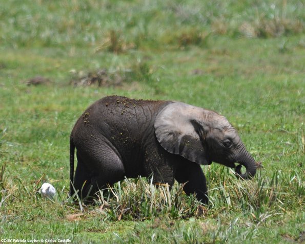 Kenya_Elefantes_Amboseli_B_DSC_0319_retocada