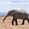 Kenya_Elefantes_Amboseli_B_DSC_0343_retocada