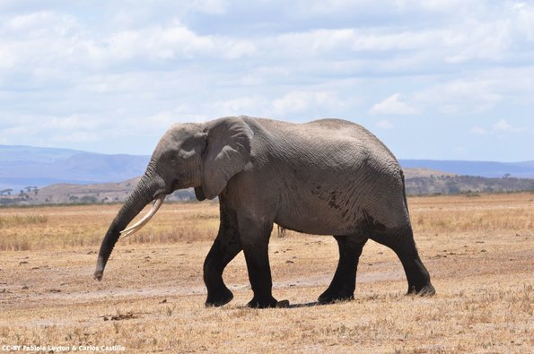 Kenya_Elefantes_Amboseli_B_DSC_0343_retocada