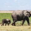 Kenya_Elefantes_Amboseli_B_DSC_0411_retocada