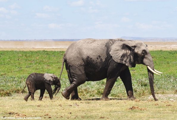 Kenya_Elefantes_Amboseli_B_DSC_0411_retocada