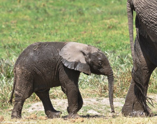 Kenya_Elefantes_Amboseli_B_DSC_0414_retocada