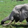 Kenya_Elefantes_Amboseli_B_DSC_0441_retocada