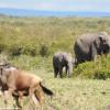 Kenya_Elefantes_MasaaiMara_B_DSC_0087_retocada