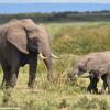 Kenya_Elefantes_MasaaiMara_B_DSC_0110_retocada