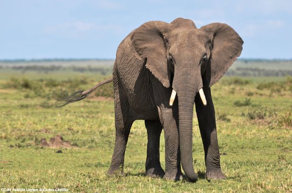 Kenya_Elefantes_MasaaiMara_B_DSC_0120_retocada