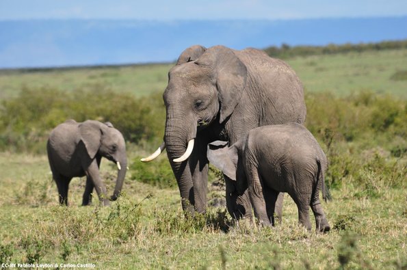 Kenya_Elefantes_MasaaiMara_B_DSC_0131_retocada