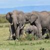 Kenya_Elefantes_MasaaiMara_B_DSC_0143_retocada