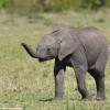 Kenya_Elefantes_MasaaiMara_B_DSC_0146_retocada