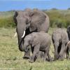 Kenya_Elefantes_MasaaiMara_B_DSC_0153_retocada