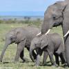 Kenya_Elefantes_MasaaiMara_B_DSC_0160_retocada