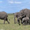 Kenya_Elefantes_MasaaiMara_B_DSC_0163_retocada