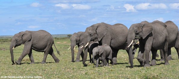Kenya_Elefantes_MasaaiMara_B_DSC_0163_retocada