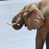 Kenya_Elefantes_Samburu_B_DSC_0329_retocada