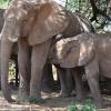 Kenya_Elefantes_Samburu_B_DSC_0377_retocada