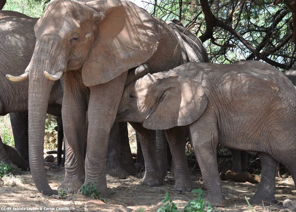 Kenya_Elefantes_Samburu_B_DSC_0377_retocada
