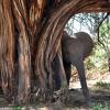 Kenya_Elefantes_Samburu_B_DSC_0389_retocada