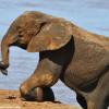 Kenya_Elefantes_Samburu_B_DSC_0429_retocada