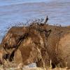 Kenya_Elefantes_Samburu_B_DSC_0447_retocada
