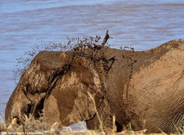 Kenya_Elefantes_Samburu_B_DSC_0447_retocada
